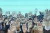 Show of hands
