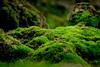 forest-floor