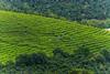 tea-plantation