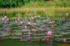 nature-lillies-lake