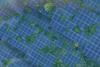 trees-solar-panels-nzici-bl