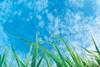 Green grass development environmental protection 127792040 copy