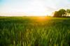 bioenergy-sugarcane