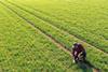 Blog 2 image - agriculture