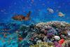 biodiversity-reef-fish