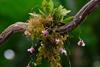 biological_diversity_CBD_thumb