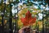 Canada_forest