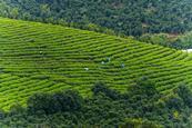 tea-plantation