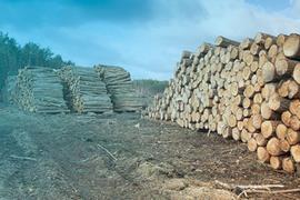 森林和木材收获在波兰161383883副本