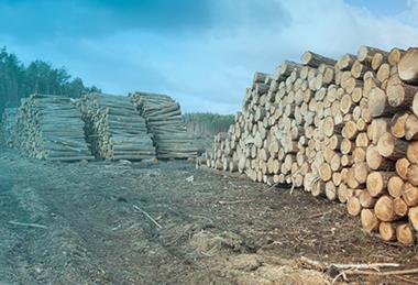 波兰林业和木材采伐161383883拷贝