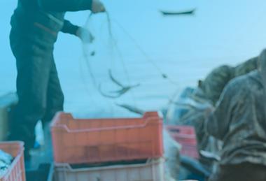 渔民从净纸上拿出鱼类