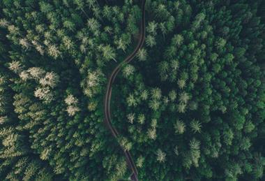 forest-aerial