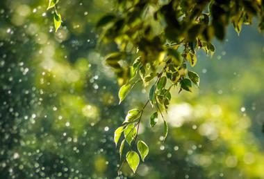 rainwater_on_leafs