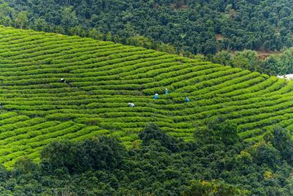 tea-plantation