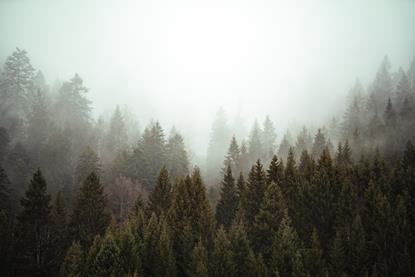 trees-each-other-forest-covered-by-creeping-mist
