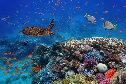 biodiversity-reef-fish