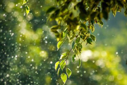 rainwater_on_leafs