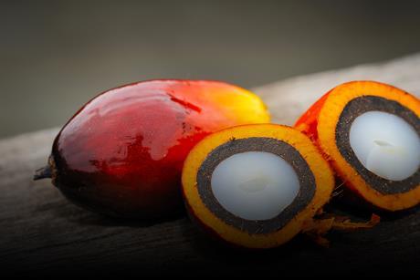 Stewardship_Palm石油