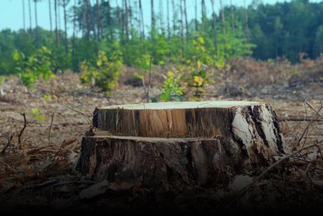 Stewardship_Sustainable森林