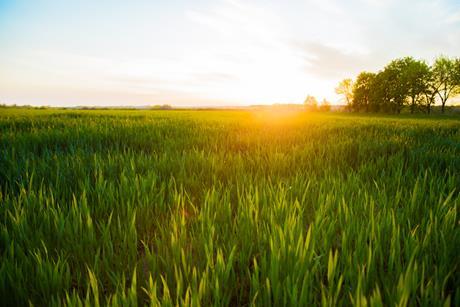 bioenergy-sugarcane