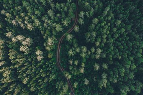 forest-aerial