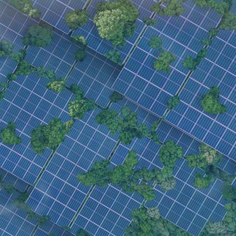 trees-solar-panels-nzici-bl