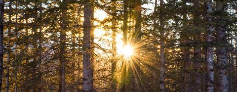 sun through trees